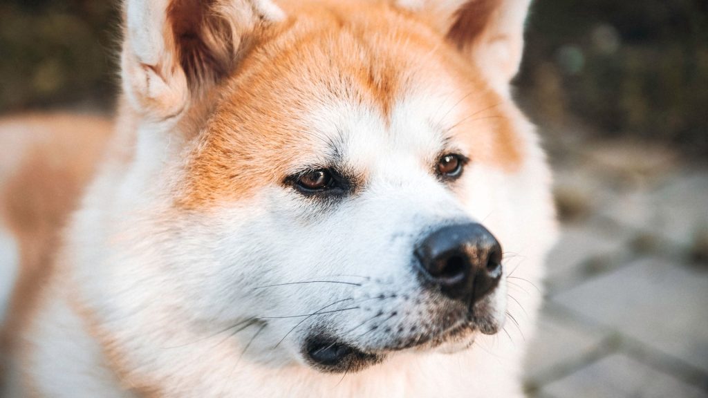 Close-up of a large brown dog with a menacing expression, one of the scariest dog breeds.