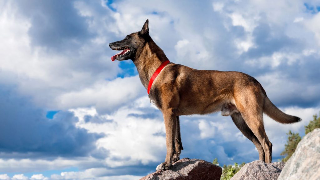 Scariest Dog Breeds - Akita close-up.