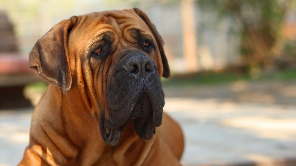 A snarling brown dog with a fierce expression, scariest dog breeds.