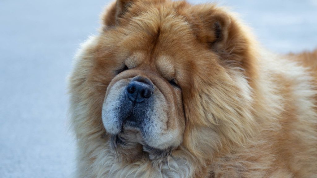 Close-up of a Chow Chow with thick fur, showcasing one of the scariest dog breeds.