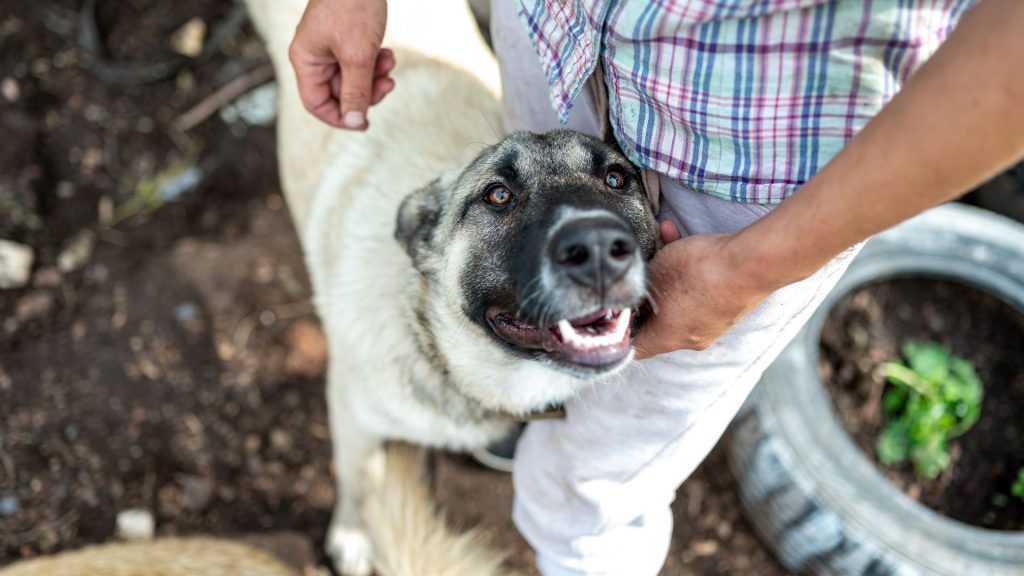 Scariest Dog Breeds: Kangal Dog with an intense expression.