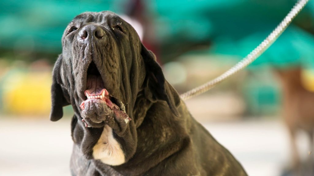 Close-up of a bulldog with a fierce expression, scariest dog breeds.