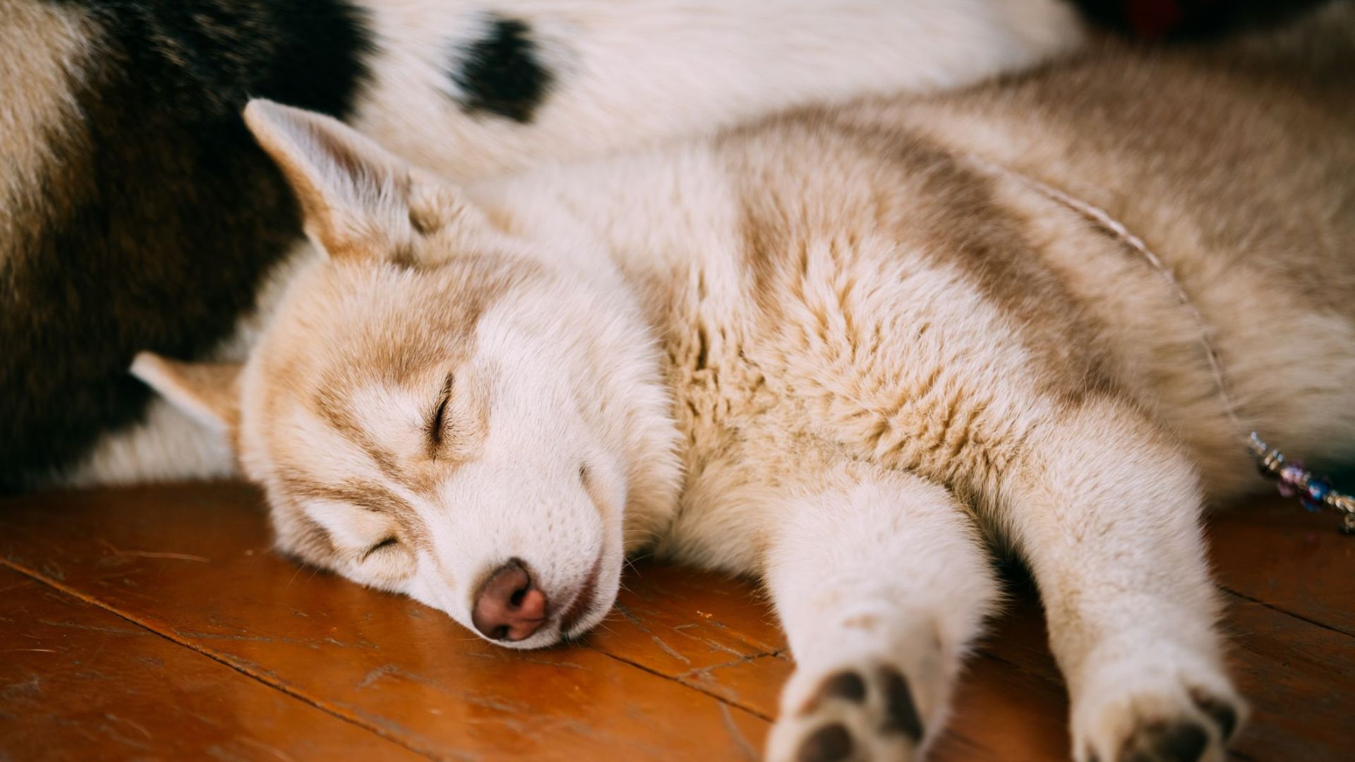 Sleepy Dog Breeds