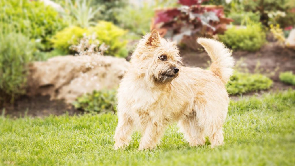 Small Blonde Dog Breeds