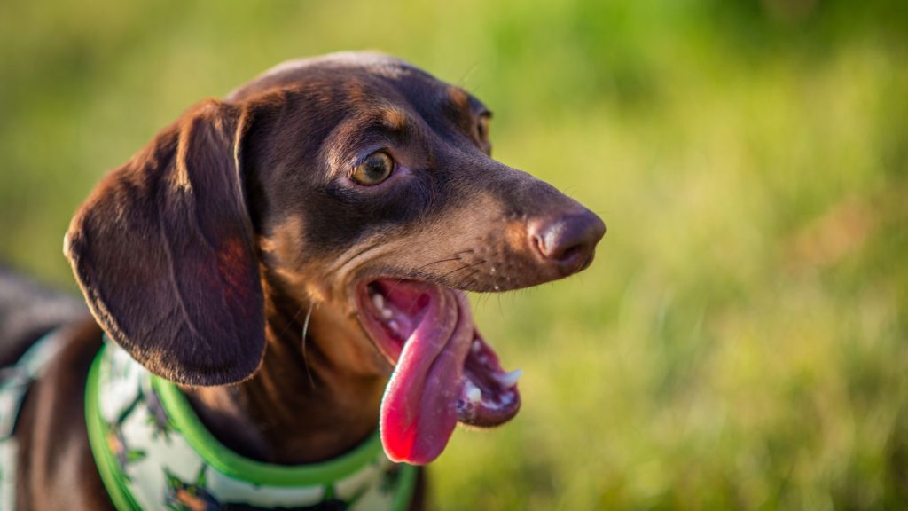 Small Blonde Dog Breeds