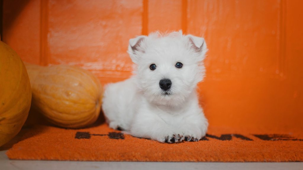 Small Blonde Dog Breeds