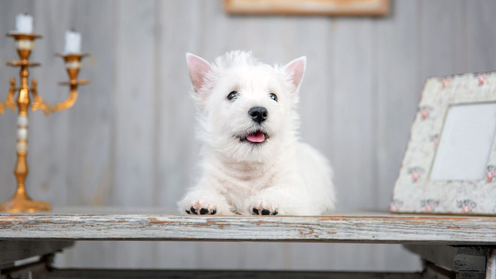 Small Blonde Dog Breeds