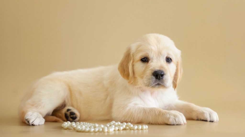 Small Blonde Dog Breeds