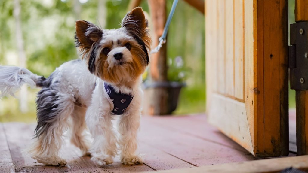 Small Blonde Dog Breeds