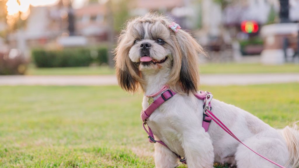 Small Blonde Dog Breeds