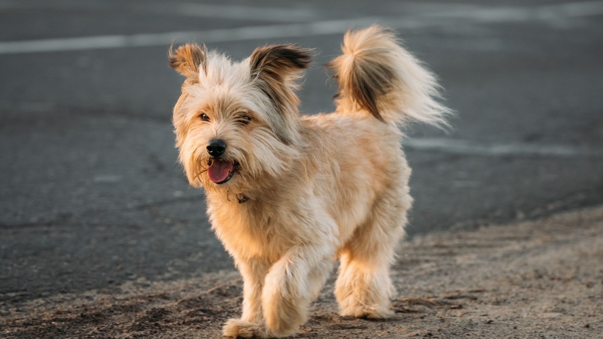 Small Blonde Dog Breeds