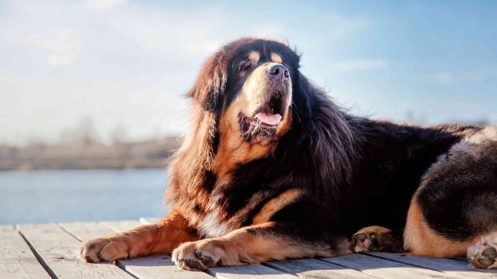 A large Tibetan Mastiff lying on a wooden deck by the water, with its thick, fluffy coat and majestic expression highlighted against the blue sky. This image represents one of the top big fluffy dog breeds.