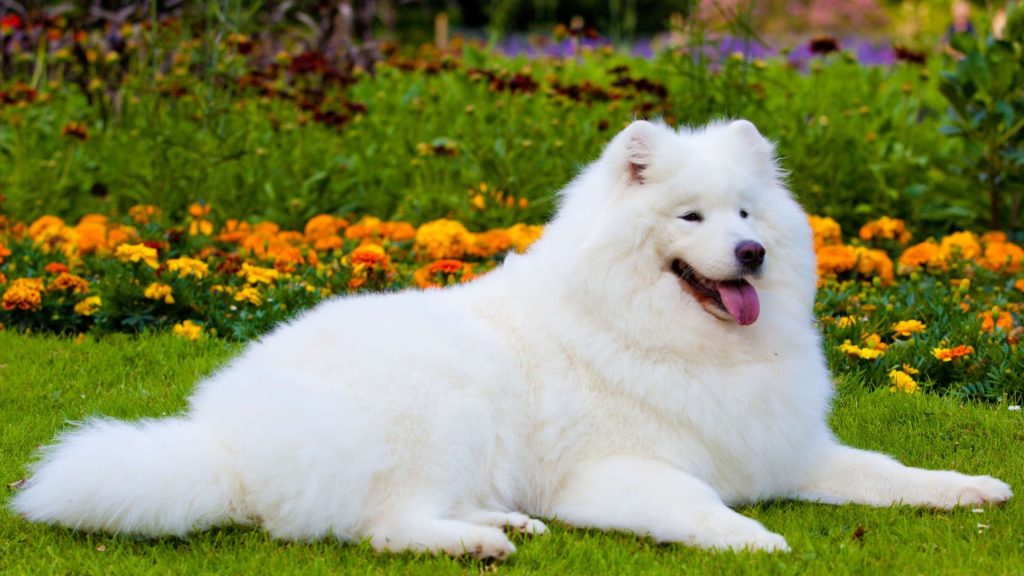 A beautiful large fluffy white dog lying on the grass with a backdrop of vibrant orange and yellow flowers. This image showcases one of the top big fluffy dog breeds.