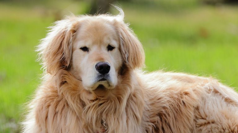 A Golden Retriever with a thick, plush coat lying outdoors on a green lawn, showcasing its gentle and friendly demeanor. This image represents one of the top large, furry dog breeds.