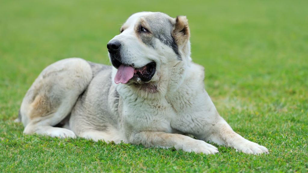 A large white and gray dog lying on the grass with its tongue out, looking to the side.