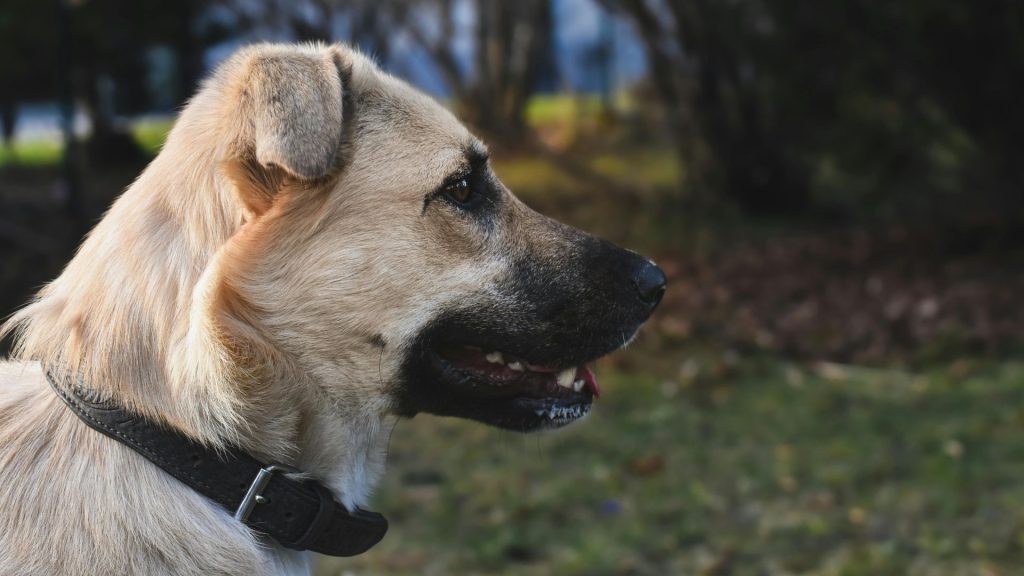 A side profile of a tan dog with a black snout and ears, wearing a black collar, in a grassy outdoor setting.