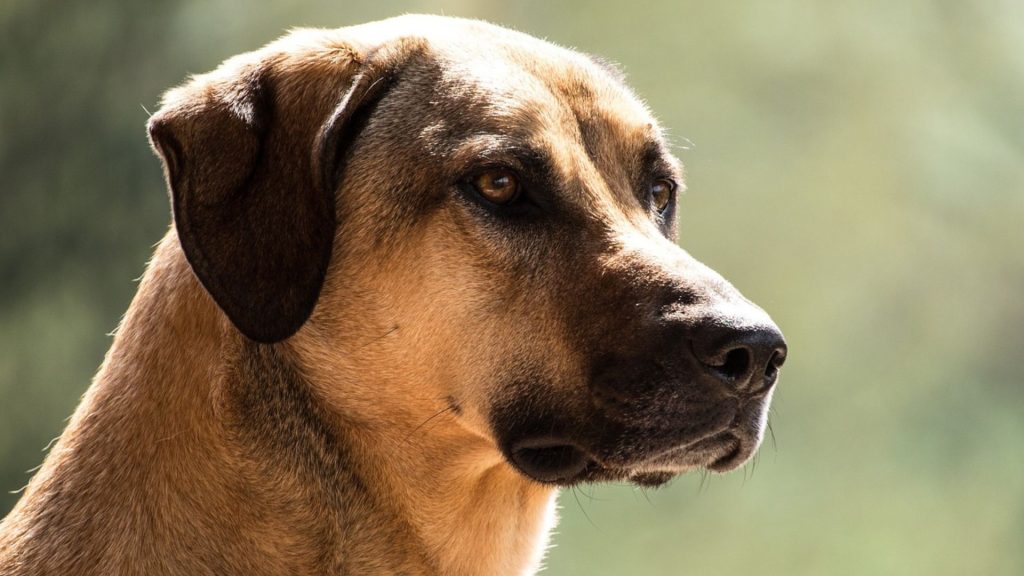 A close-up side profile of a tan dog with dark ears and snout, looking attentively into the distance.