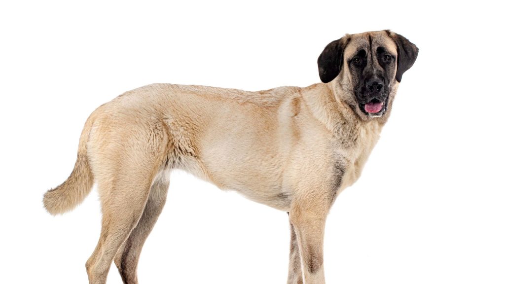 A full-body profile of a large tan dog with a dark face and ears, standing against a white background.