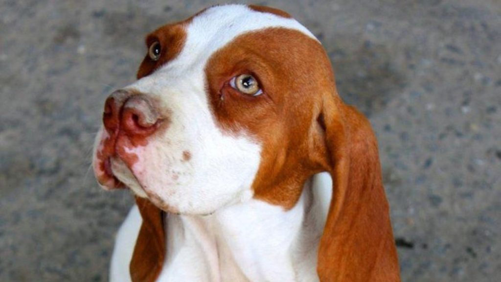 A close-up of a Catalburun (Turkish Pointer) dog with a brown and white coat and expressive eyes, looking upwards.