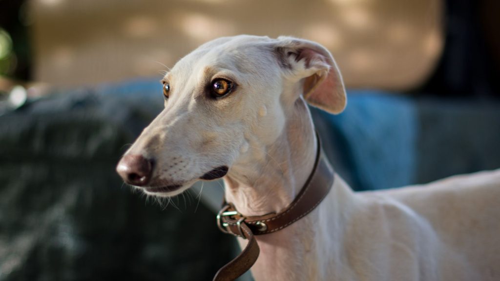 A close-up of a Turkish Greyhound with a light tan coat and alert expression, wearing a brown collar.