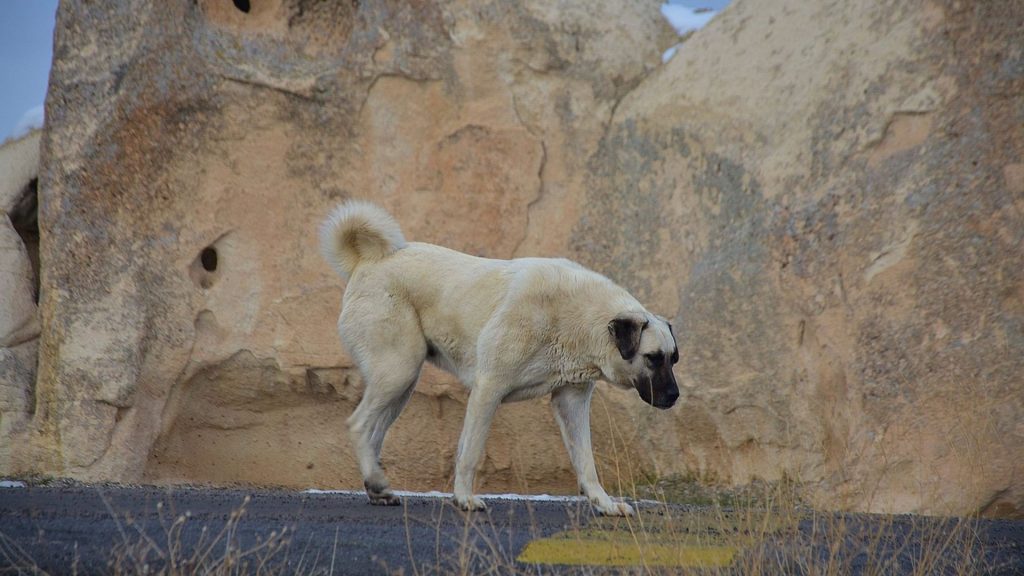 turkish dog breeds