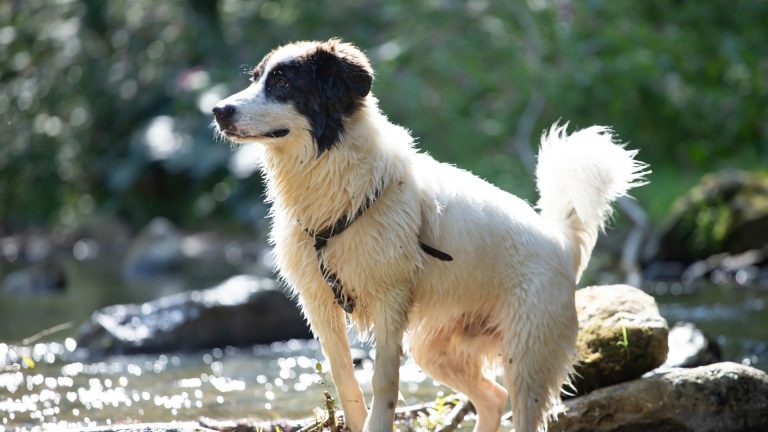 A white dog with black patches on its face standing on rocks near a stream, with water glistening in the background.