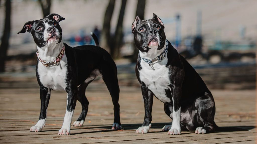 dog breeds that look like pit bulls