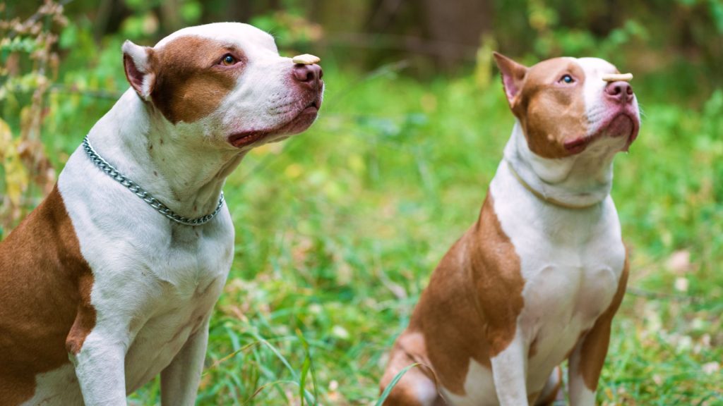 dog breeds that look like pit bulls