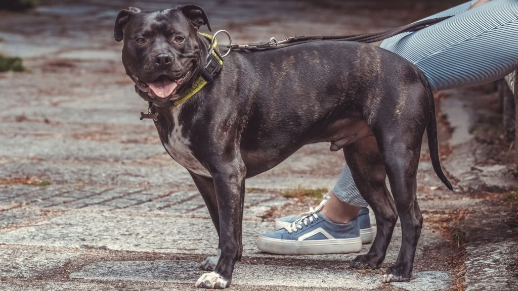 dog breeds that look like pit bulls