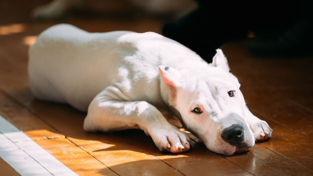 dog breeds that look like pit bulls