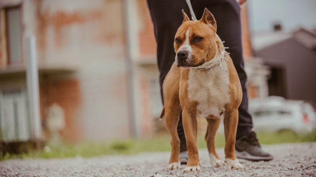 dog breeds that look like pit bulls