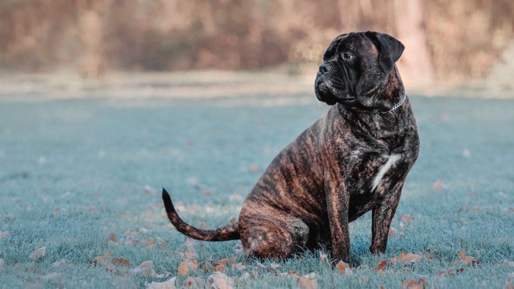 dog breeds that look like pit bulls