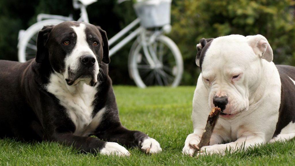 dog breeds that look like pit bulls