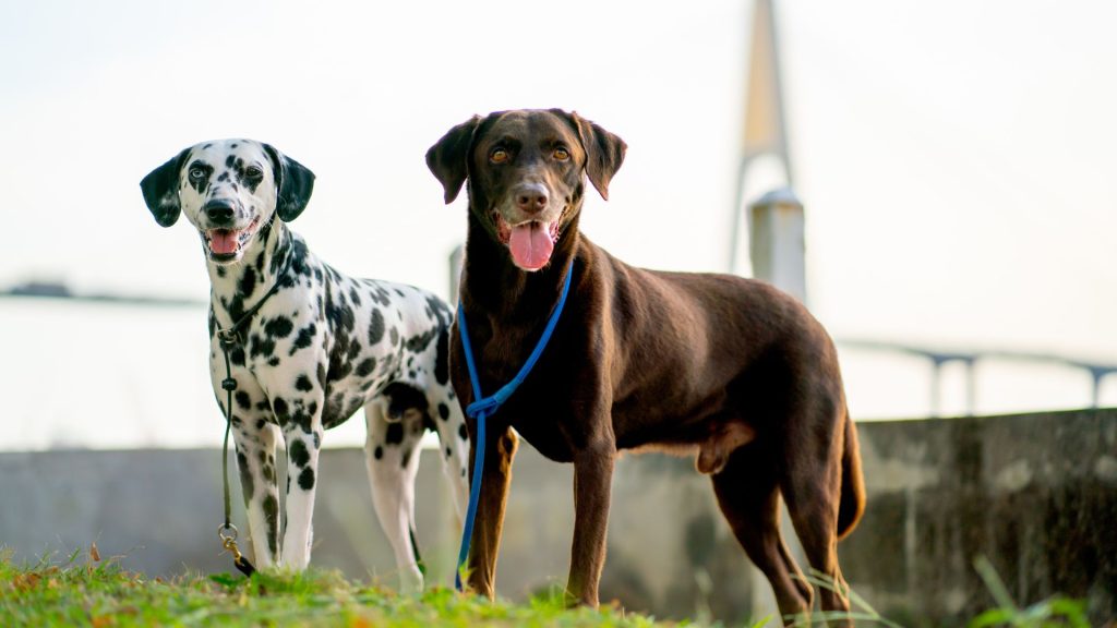 chinese dog breeds