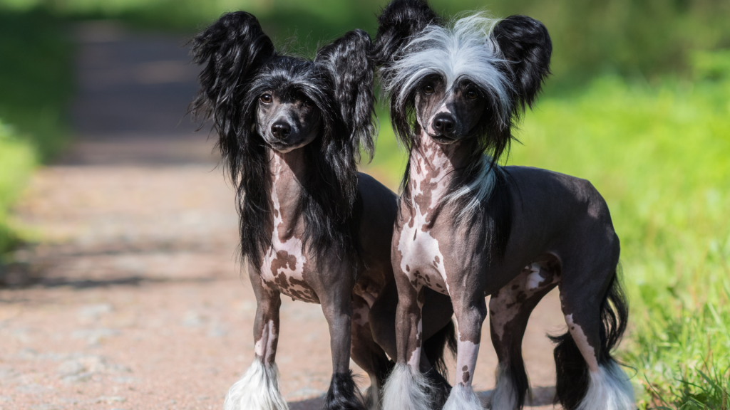 chinese dog breeds