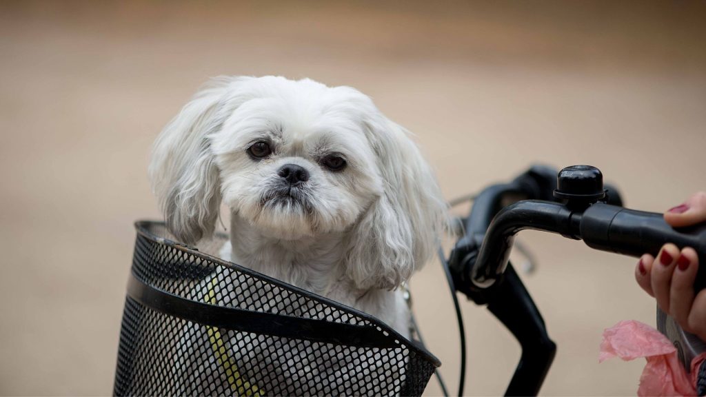 chinese dog breeds	