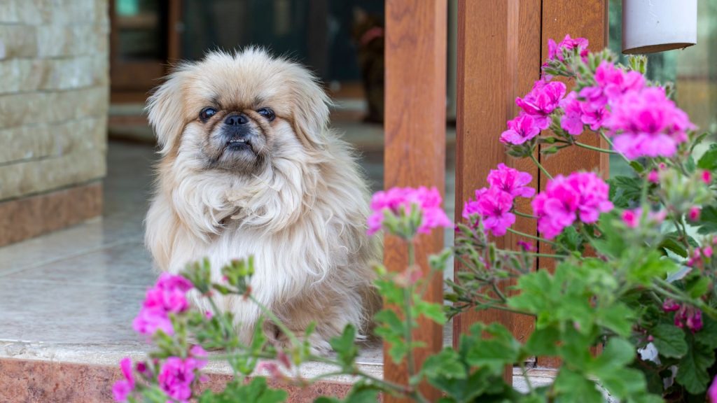 chinese dog breeds