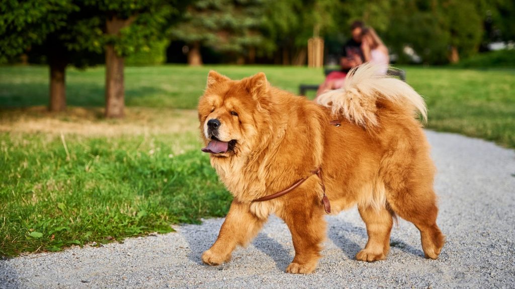 chinese dog breeds