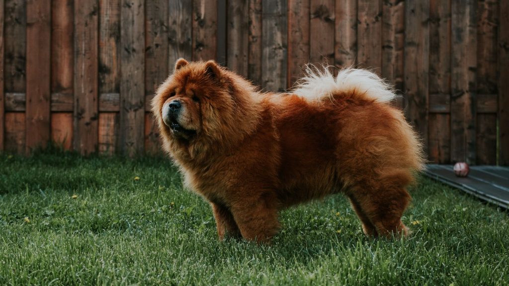 chinese dog breeds