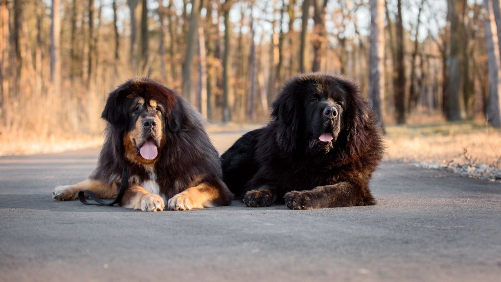 Tibetan Mastiff