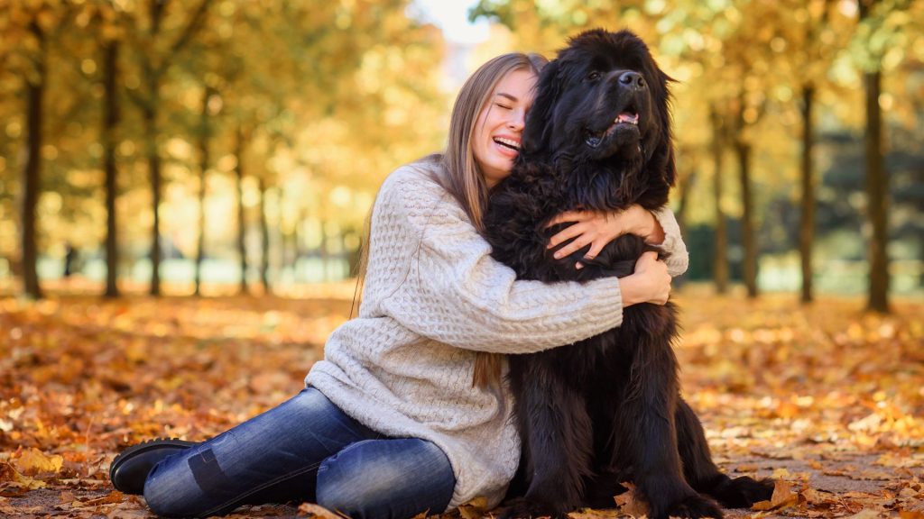 chinese dog breeds