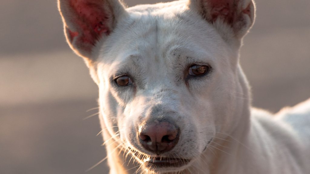 chinese dog breeds
