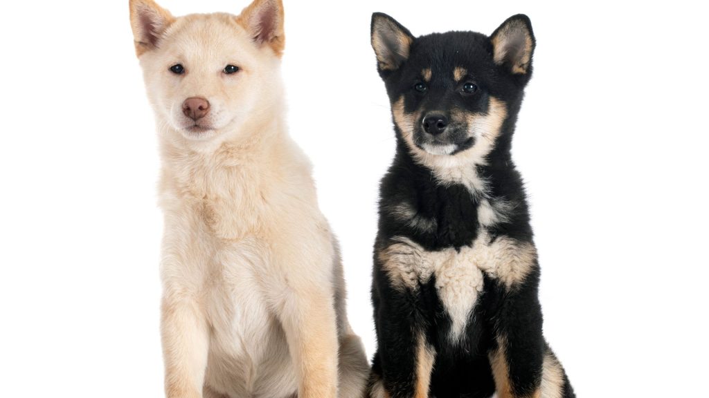 chinese dog breeds