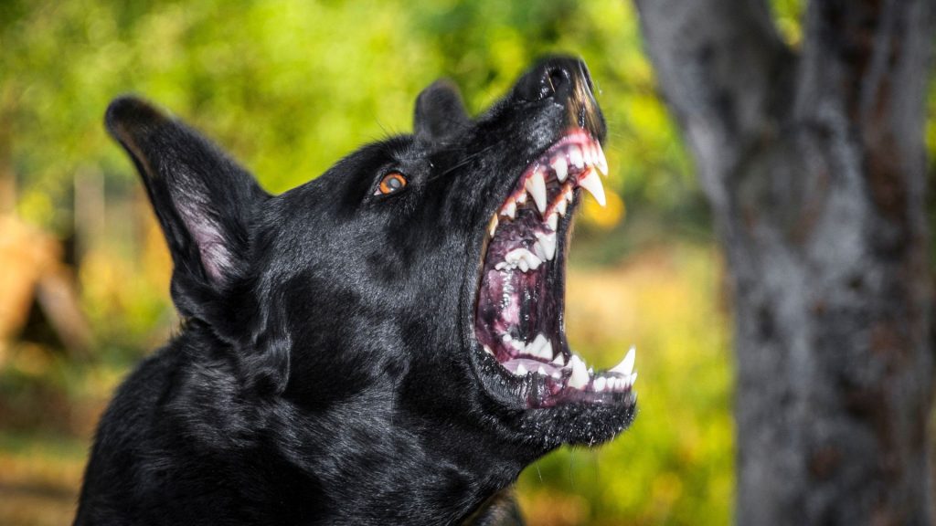 The Most Aggressive Dog Breeds