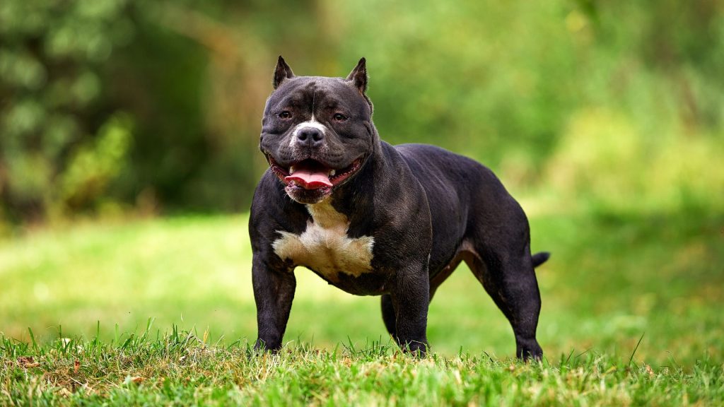 The Most Aggressive Dog Breeds