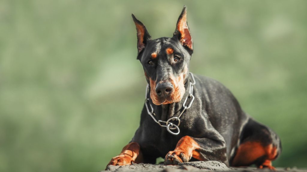 most aggressive dog breeds