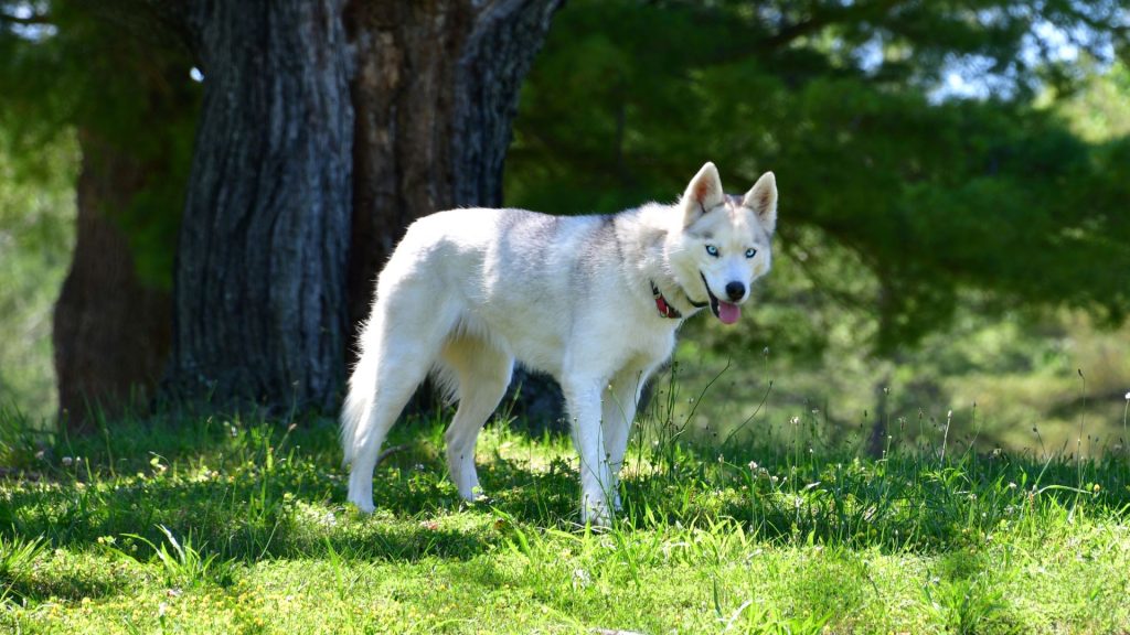 most aggressive dog breeds