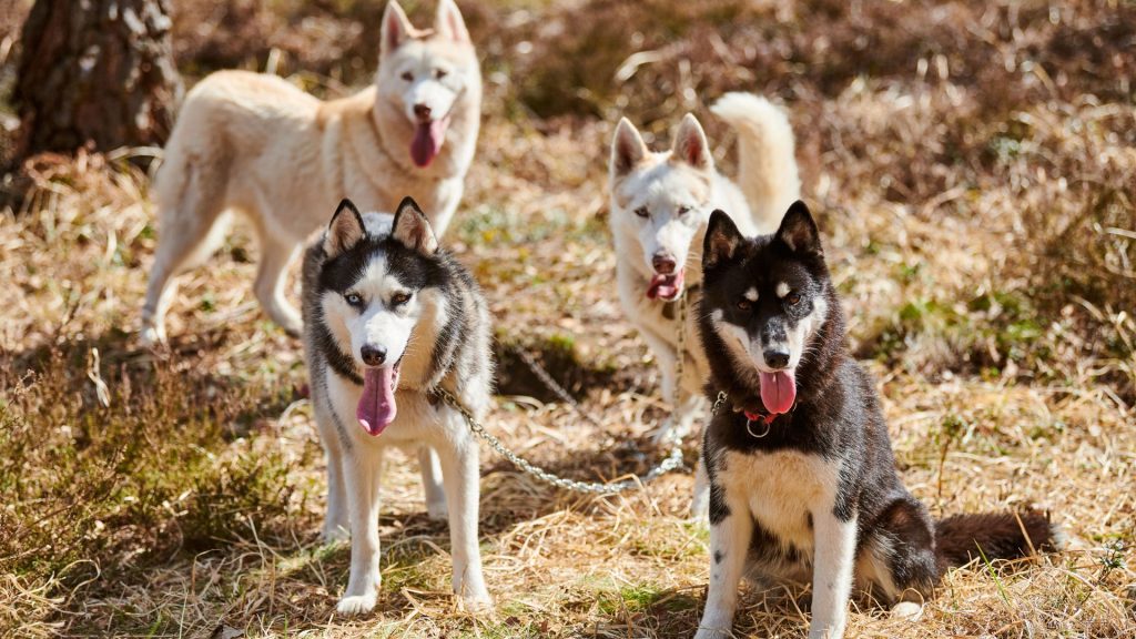 most aggressive dog breeds