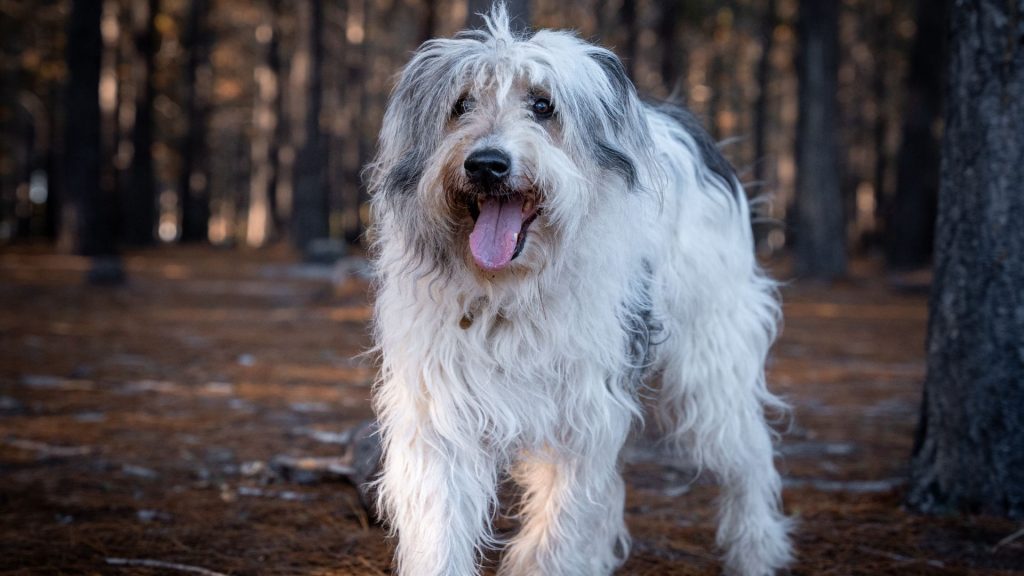 Old English Sheepdogs are another example of a top big fluffy dog breed.