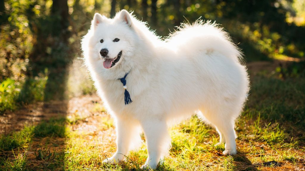 A beautiful Samoyed dog standing outdoors on a sunny day, showcasing its thick, fluffy white coat and friendly expression. This image highlights one of the top big fluffy dog breeds.